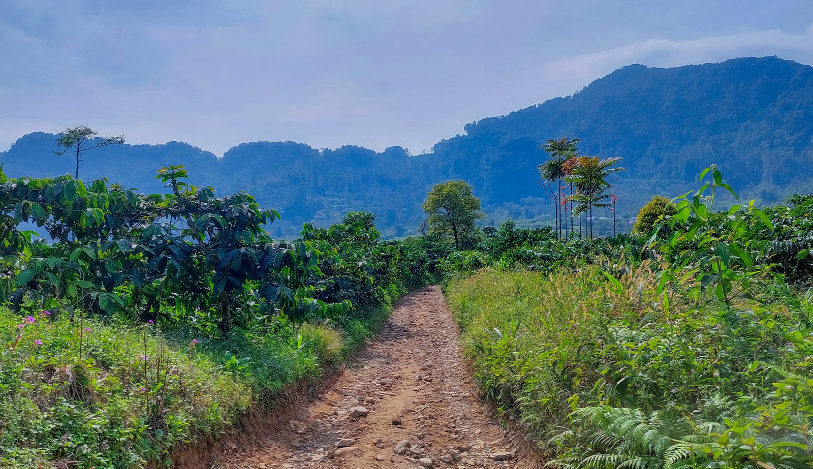 dusun cisadon